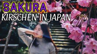 ! SAKURA 2021 ! Kirschblüte in Japan/ Eine Dokumentation