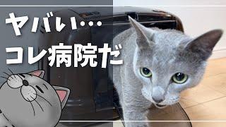 病院行きと悟られずにキャリーに入ってもらう戦いｗ【ロシアンブルー】猫