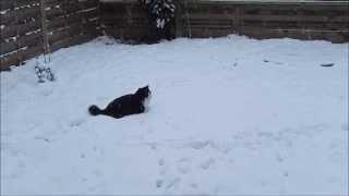 norwegian forest cat Maggie discovers snow