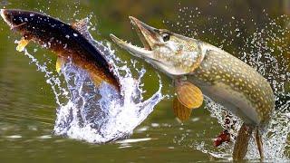 Northern Pike: fast, aggressive and always hungry underwater Predator!