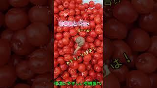 유기농과 나눔  オーガニックと分かち合い  Organic and Sharing  유기농이란 이런 것인가? 나눔의 참 행복은 과연? 아무튼 실천이 가장 중요!!!