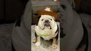 Ladies man  #viralshort #dogshorts #dog #bulldog #explore #fyp #foryou #funny #doggielife