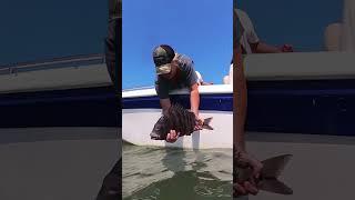 Girl releases 7lb sheepshead! #sheepshead #sheepsheadfishing #ladyangler #girlsfishtoo