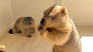 A family of marmots with interesting differences in eating habits