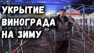 Укрытие винограда на зиму, самый простой и надёжный способ!