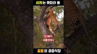 표범의 생존 전략 #동물 #표범 #사자