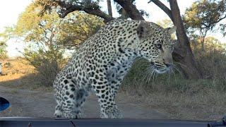 Leopard climbs on top of a car