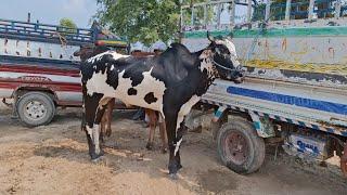 Punjab bull culture | Bull race in village Pakistan | Traditional and old punjab culture