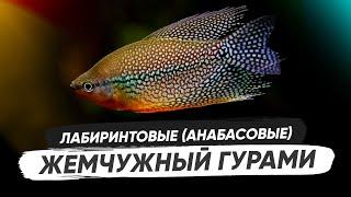 Жемчужный гурами - Trichopodus leerii. Содержание гурами, биотоп, кормление