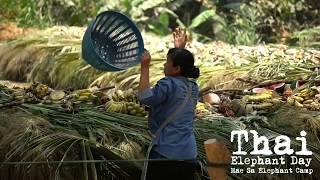 Thai Elephant Day 2018 at Maesa Elephant Camp