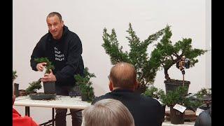 Shimpaku juniper Bonsai demonstration at Bonsai Society of Victoria by me