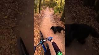 Memories with kids and dogs #mtb #mountainbike #dirtjumper #mtblife #anatoly_brv ""