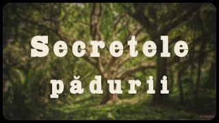 Secretele pădurii