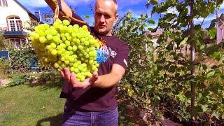 Cut off the Handsome. Grapes in September