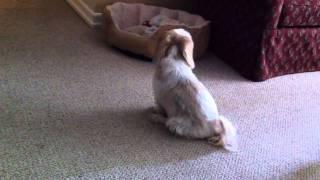 My Dog After his Bath