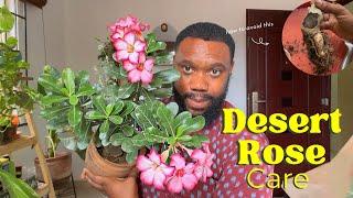 Detailed Desert Rose care: How to prevent stem rot and tips for heavy flowering