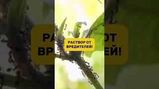 Тля и муравьи больше не вредят! #дача #огород #рассада #тля #муравьи