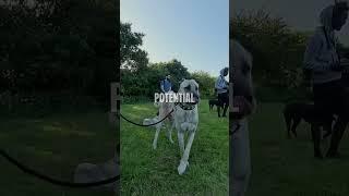 Reason why the kangal dog is dominant over other dog breeds 
