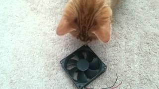 Peanut VS 92mm fan