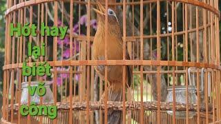 Siêu phẩm họa mi hót giọng rừng đẳng cấp nhất vịnh Bắc Bộ! Họa mi hót hay luyến láy nhiều giọng.