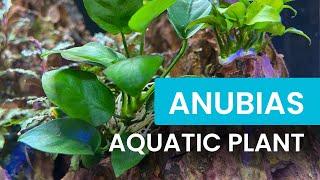 Anubias: The Perfect Low-Light Plant for Any Freshwater Aquarium! 