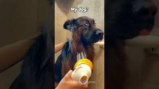 How my dog ​​does it vs other dogs #shorts #dog #funny