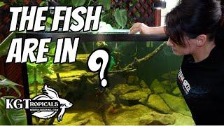 New Fish Added To 300 Gallon Aquarium! The Secret Fish Reveal