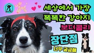 보더콜리가 세상에서 가장 똑똑한 개라구요?  #viral #여보개냥 #dog #doglover #강아지 #강아지정보 #보더콜리