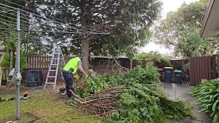 TRIMMING a Tree which was shedding a clothesline