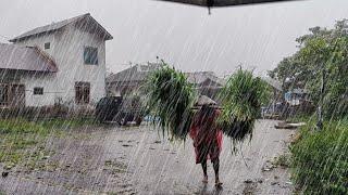 Super heavy rain in beautiful and cool village life, walking in heavy rain and thunder, for sleeping