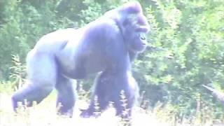 Gorilla Island at Blackpool Zoo