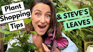 Plant Shopping Advice & Steves Leaves Unboxing | Calathea Rosy & Senecio Confusus