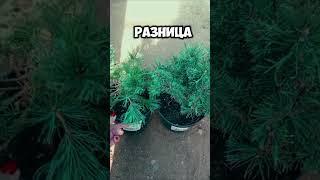 ЧТО ВЫБРАТЬ? Первое или Второе #garden #цветы #сад #огород #дача #plants #розы #растения