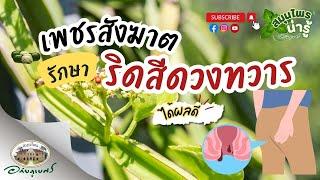 เพชรสังฆาต รักษาริดสีดวงทวาร ได้ผลดี ใช้อย่างไร l สมุนไพรน่ารู้ (2024)