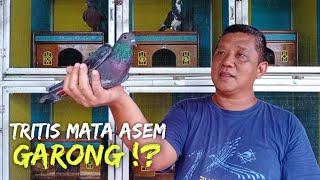 MIRIP GARONG TRITIS MATA ASEM INI TAKE OVER KE KOTA KEBUMEN