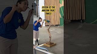 Watch the Macaw Talk… Twice! #macaw #talkingbirds #animals