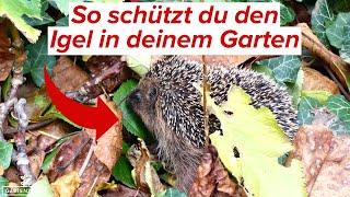 ENDLICH! Igel als bedrohte Art gelistet  So schützt du den Igel in deinem Garten!