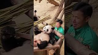 아이고!   후이바오 는 할부지의 조언에 강하게 반발했어   #루이바오 #후이바오 #푸바