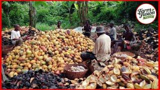 From Cocoa Fruit to Chocolate: Inside the Harvesting & Processing Journey | Farming Documentary 2024