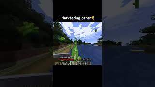 Harvesting cane🫡 #minecraft #minecraftshorts #shorts