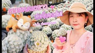 แมมขนนกขาว ฟอร์มขนร่ม น่ารัก น่าสะสม  @Saithong Garden สวนแคคตัส จ.นนทบุรี l Baifern150CM