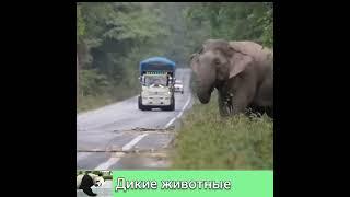 ОЧЕНЬ ДИКИЕ и ОЧЕНЬ РАЗНЫЕ и ОПАСНЫЕ ЖИВОТНЫЕ