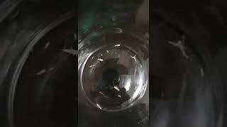 Чешуйницы. Домашние насекомые. Паразиты дома.