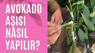 Avokado aşısı nasıl yapılır? - Kaç çeşit Avokado aşısı var?