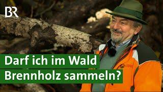 Holz klauben im Wald - Was ist erlaubt? | Brennholz | Unser Land | BR