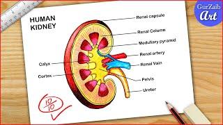 How To Draw Kidney Diagram / Human Kidney Drawing / Easy way