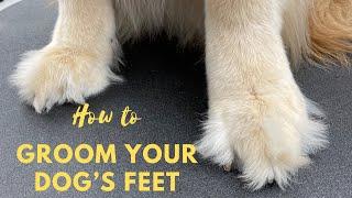 How to Trim Golden Retriever Paws