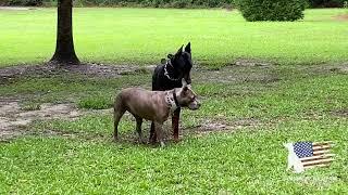 Pitbull Showing Strong Dominant Behavior At Doberman