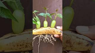 Grow grapes in banana || how to grow grapes #gardening #shorts