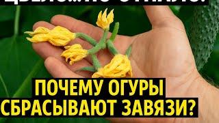 Ошибки, из-за которых огурцы теряют завязь! Возможные причины #землядел #garden